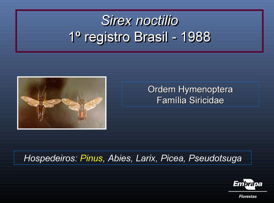 Família Siricidae Hospedeiros: