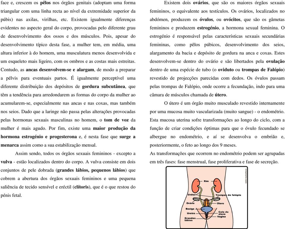 Pois, apesar do desenvolvimento típico desta fase, a mulher tem, em média, uma altura inferior à do homem, uma musculatura menos desenvolvida e um esqueleto mais ligeiro, com os ombros e as costas