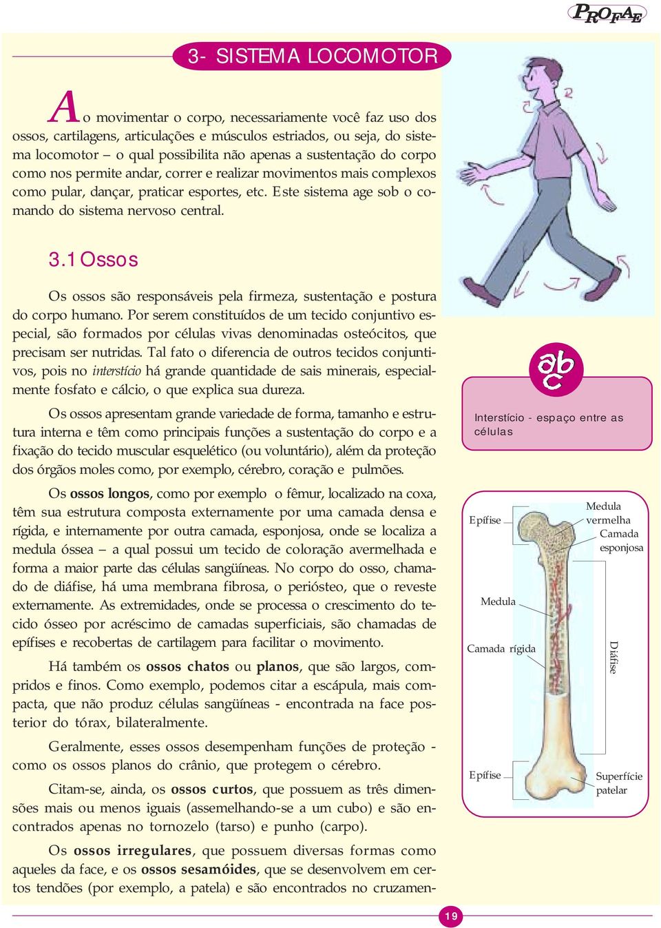 3.1 Ossos Os ossos são responsáveis pela firmeza, sustentação e postura do corpo humano.