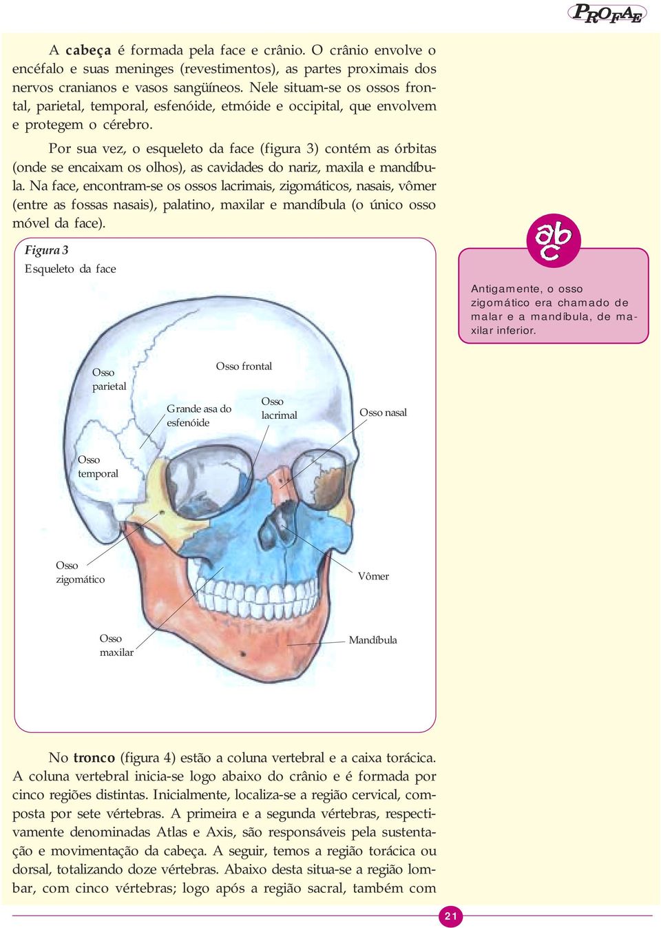 Por sua vez, o esqueleto da face (figura 3) contém as órbitas (onde se encaixam os olhos), as cavidades do nariz, maxila e mandíbula.