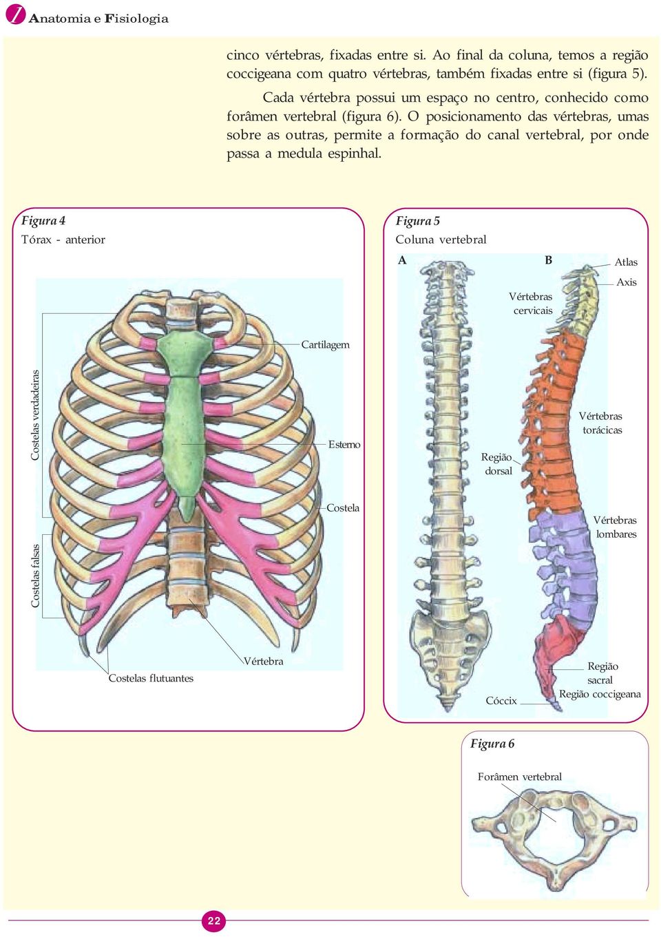 O posicionamento das vértebras, umas sobre as outras, permite a formação do canal vertebral, por onde passa a medula espinhal.