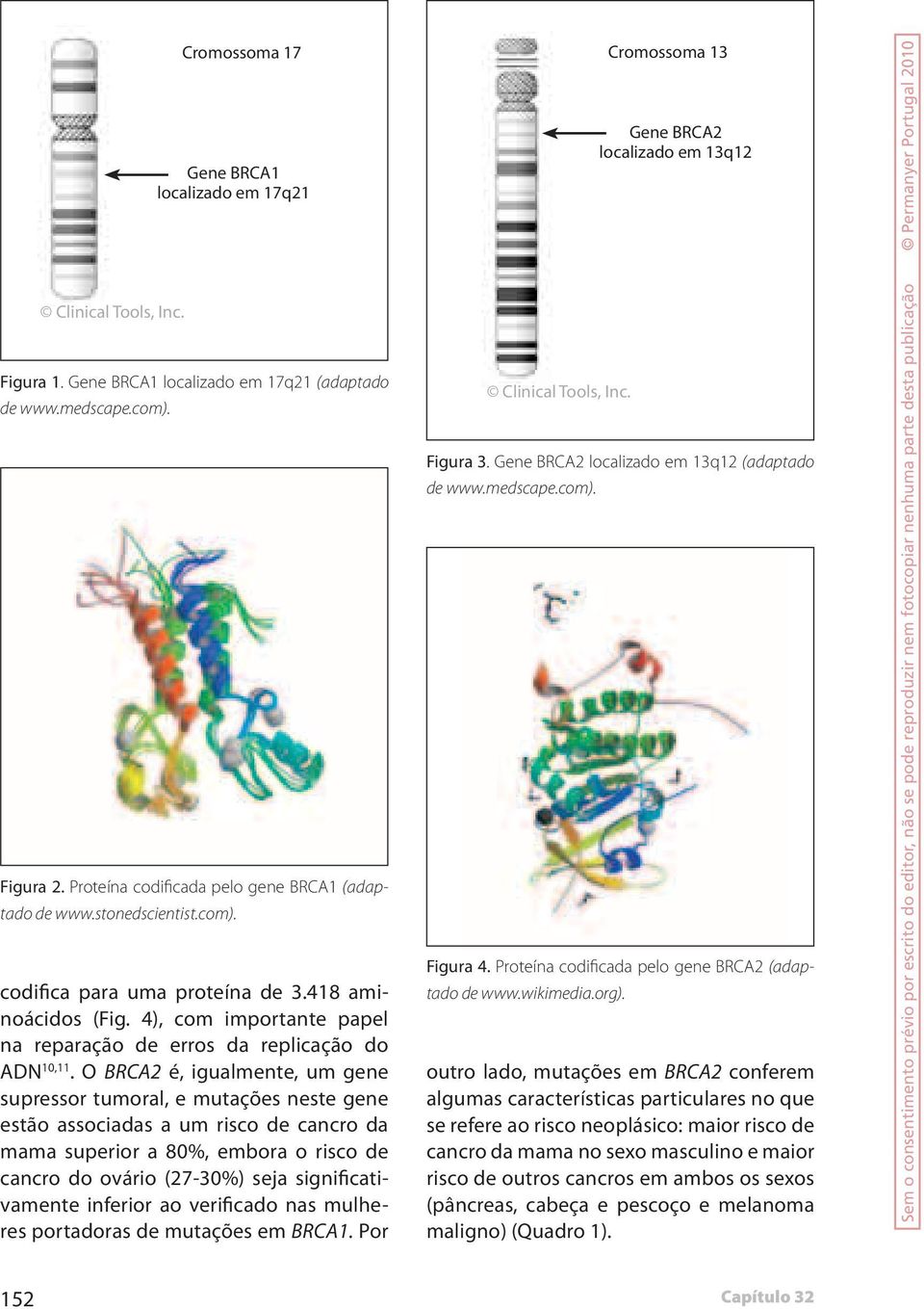4), com importante papel na reparação de erros da replicação do ADN 10,11.