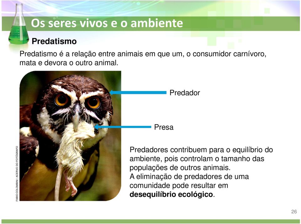 Predador Presa FABIO COLOMBINI / ACERVO DO FOTÓGRAFO Predadores contribuem para o