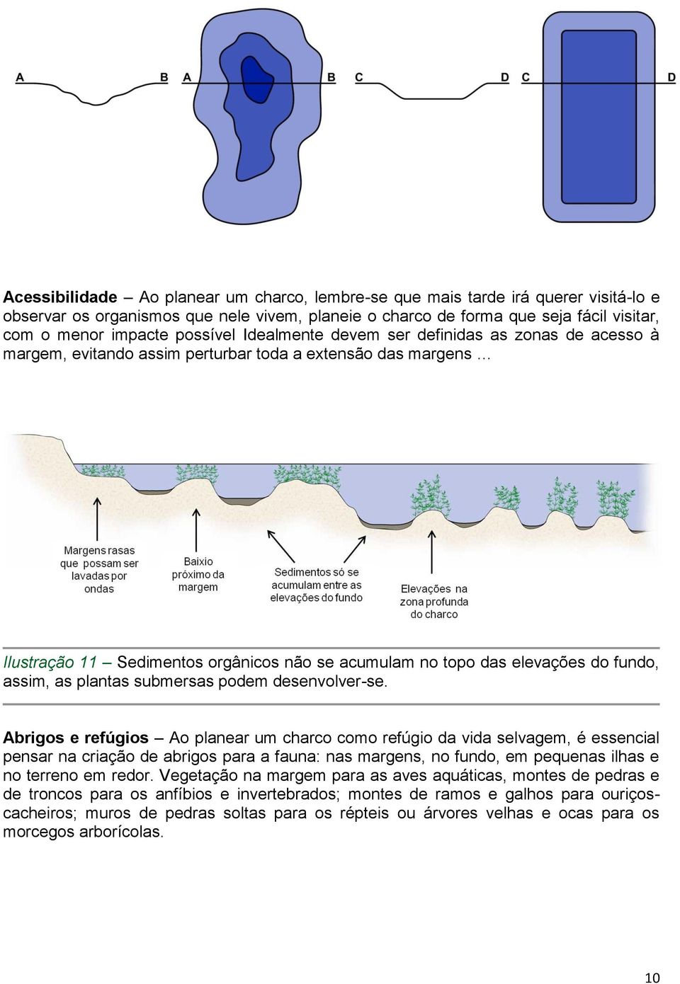 fundo, assim, as plantas submersas podem desenvolver-se.