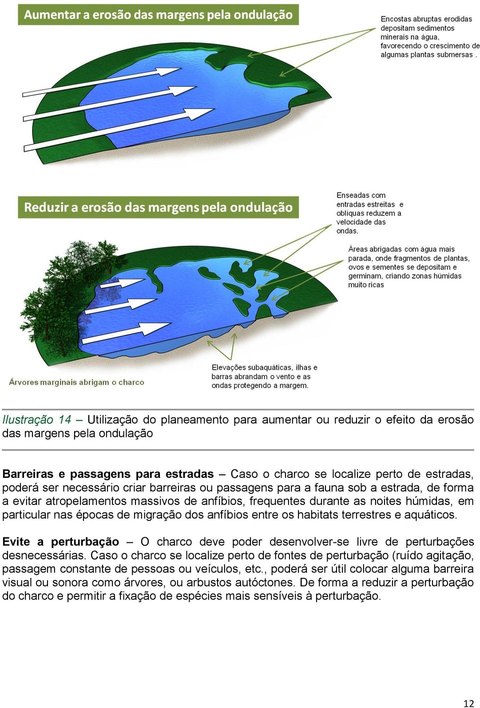 migração dos anfíbios entre os habitats terrestres e aquáticos. Evite a perturbação O charco deve poder desenvolver-se livre de perturbações desnecessárias.