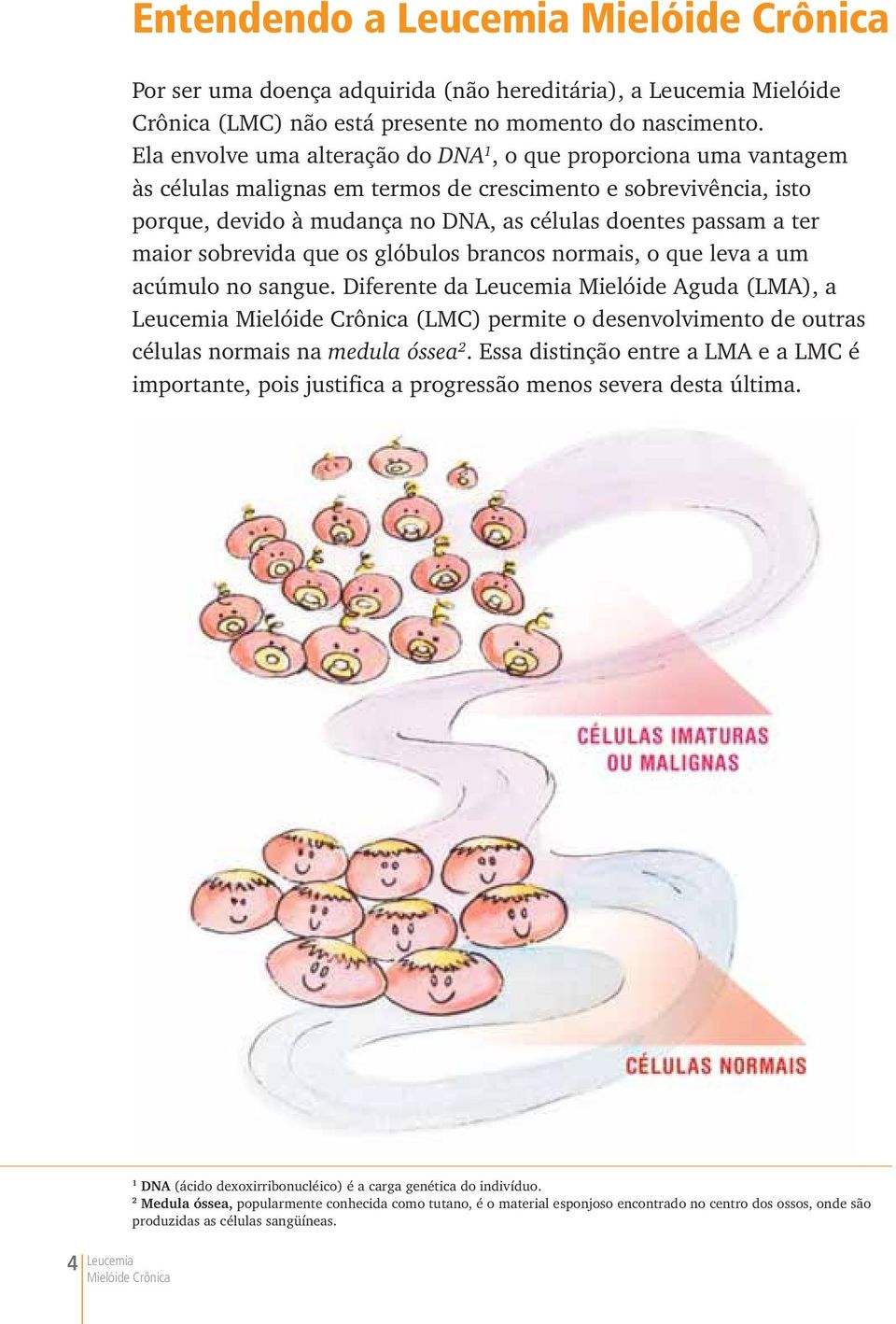 maior sobrevida que os glóbulos brancos normais, o que leva a um acúmulo no sangue.