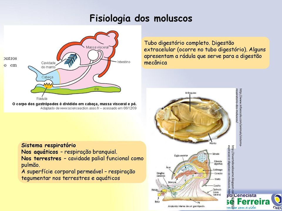 com/animais/sistemarespiratorio-dos-moluscos/ http://invertebradosame.blogspot.com/2010/05/r espiracao-e-digestao-os-moluscos.