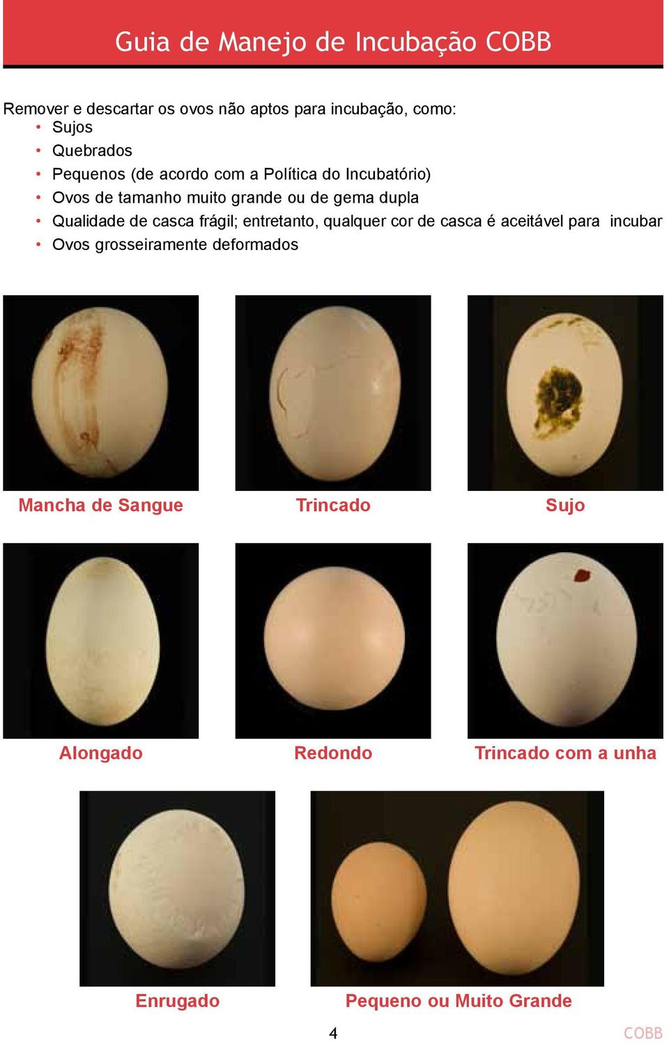 entretanto, qualquer cor de casca é aceitável para incubar Ovos grosseiramente deformados Mancha de