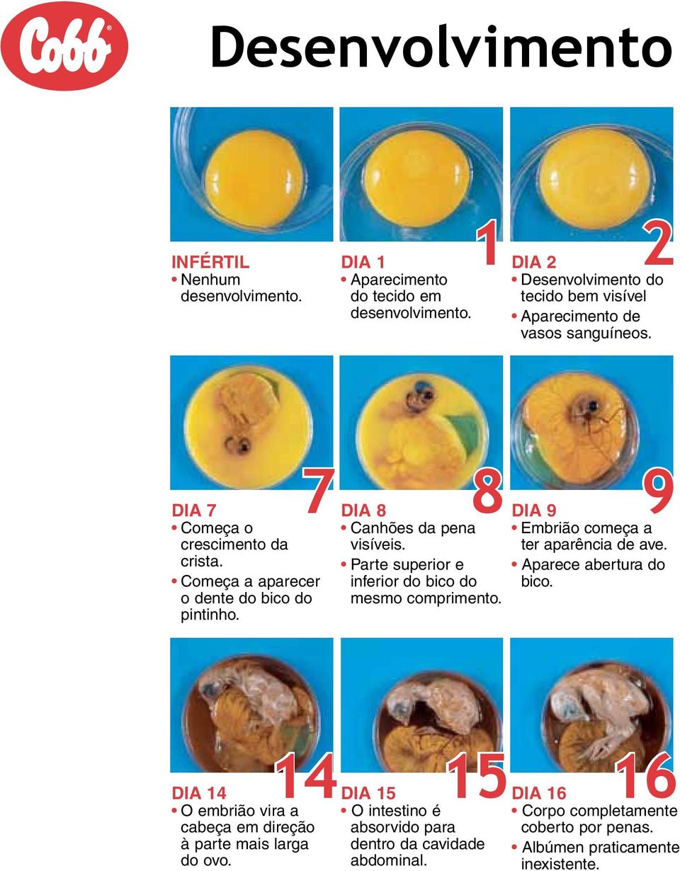 Parte superior e inferior do bico do mesmo comprimento. 9 DIA 9 Embrião começa a ter aparência de ave. Aparece abertura do bico.