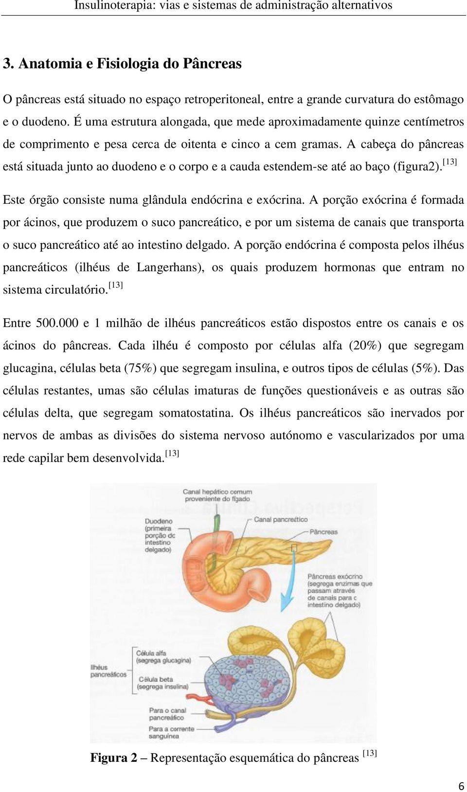 A cabeça do pâncreas está situada junto ao duodeno e o corpo e a cauda estendem-se até ao baço (figura2). [13] Este órgão consiste numa glândula endócrina e exócrina.