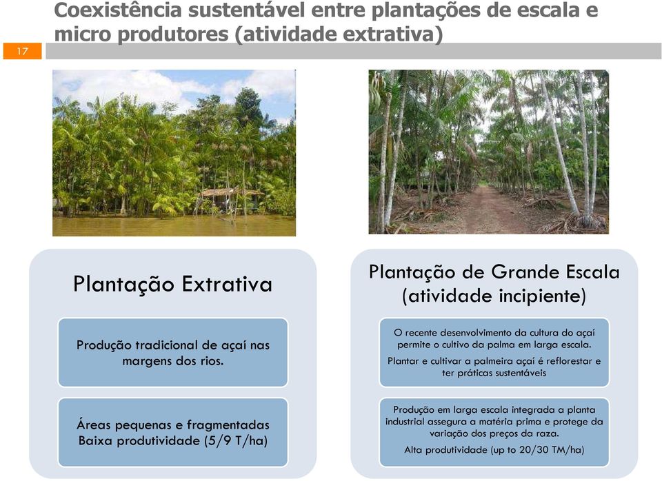 Plantaçã de Grande Escala (atividade incipiente) O recente desenvlviment da cultura d açaí permite cultiv da palma em larga escala.