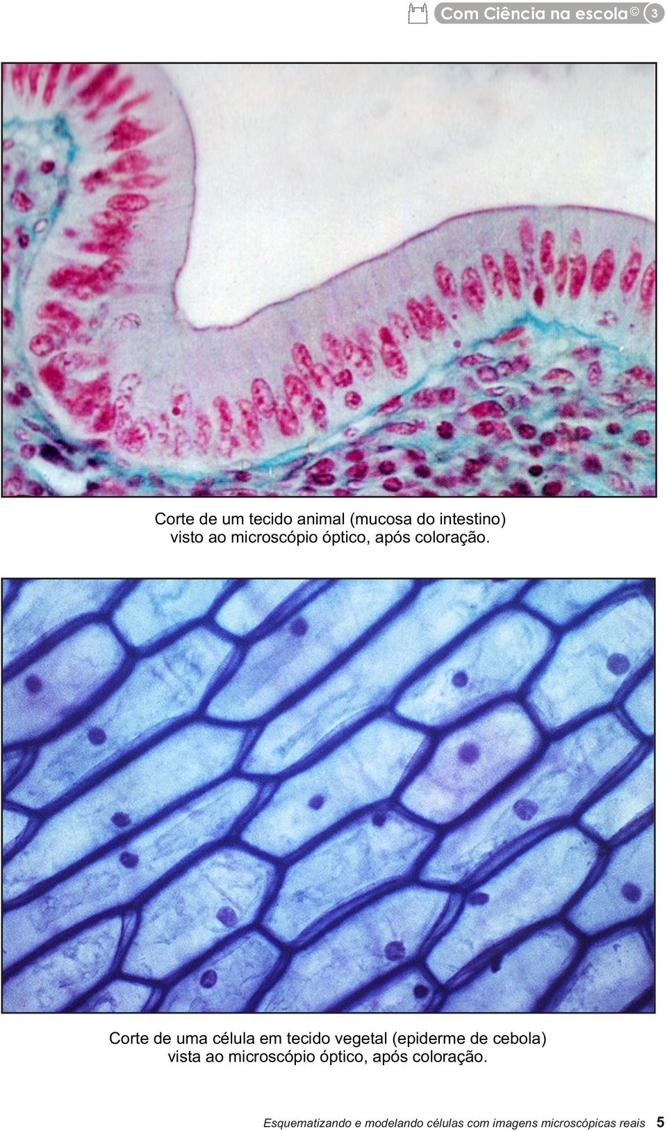 Corte de uma célula em tecido vegetal (epiderme de cebola) vista ao