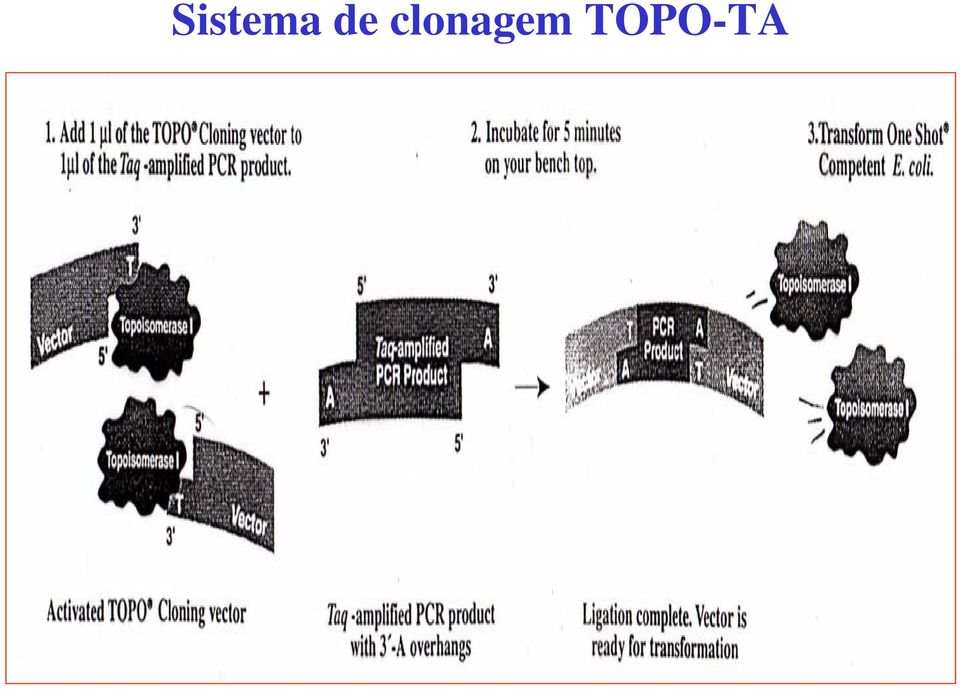 clonagem