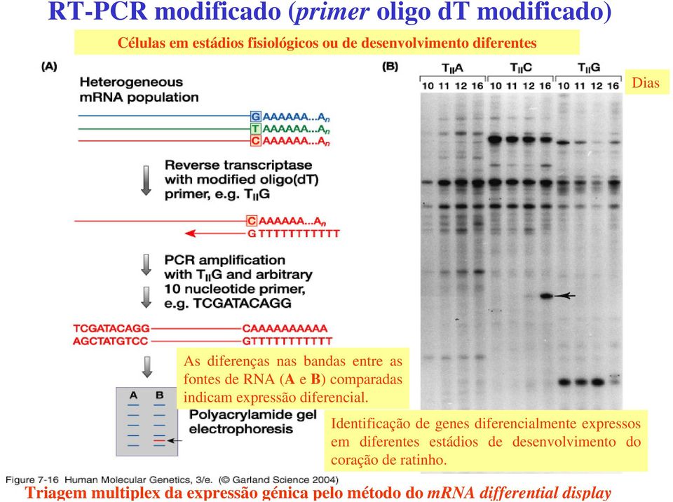 diferenças nas bandas entre as fontes de RNA (A e B) comparadas indicam expressão diferencial.