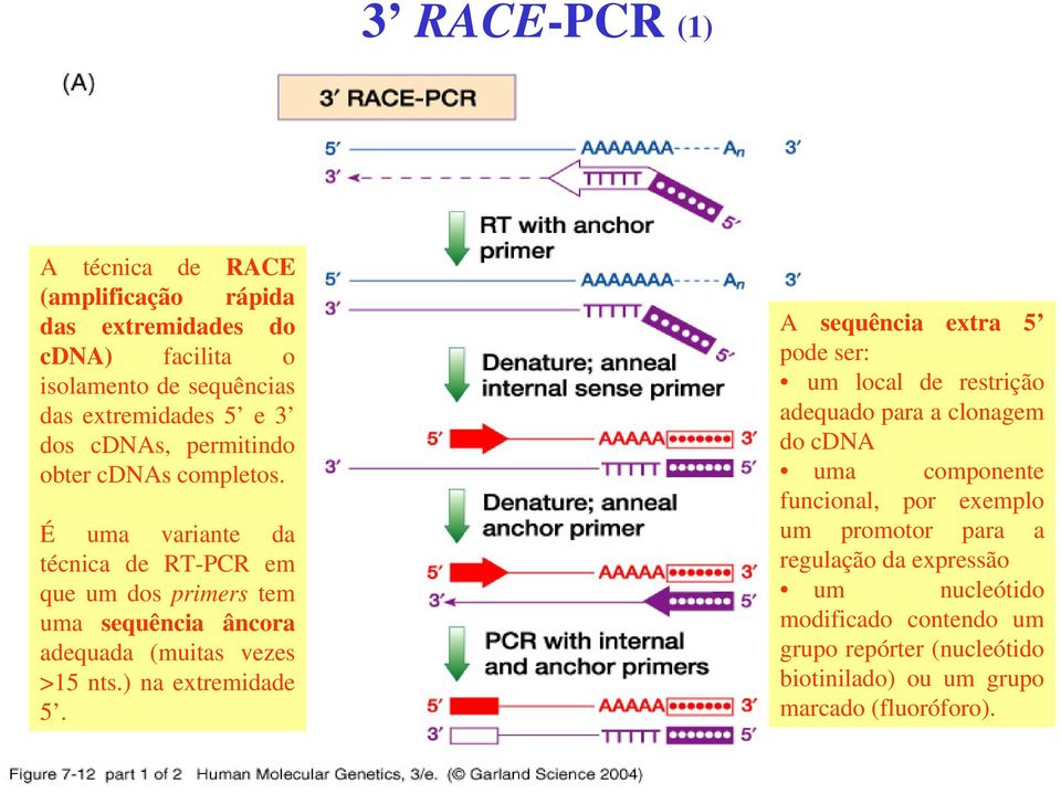 É uma variante da técnica de RT-PCR em que um dos primers tem uma sequência âncora adequada (muitas vezes >15 nts.) na extremidade 5.