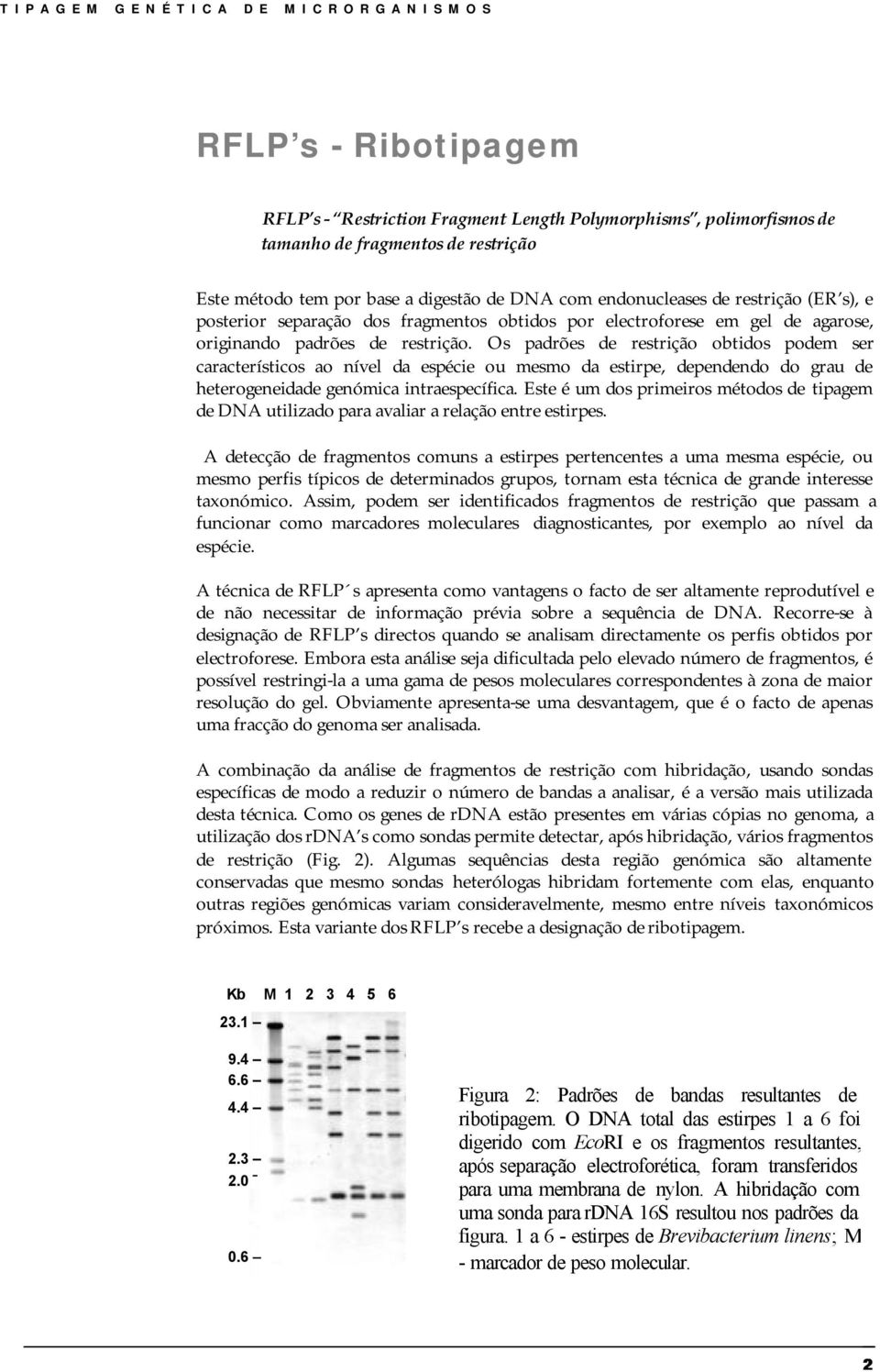 Os padrões de restrição obtidos podem ser característicos ao nível da espécie ou mesmo da estirpe, dependendo do grau de heterogeneidade genómica intraespecífica.