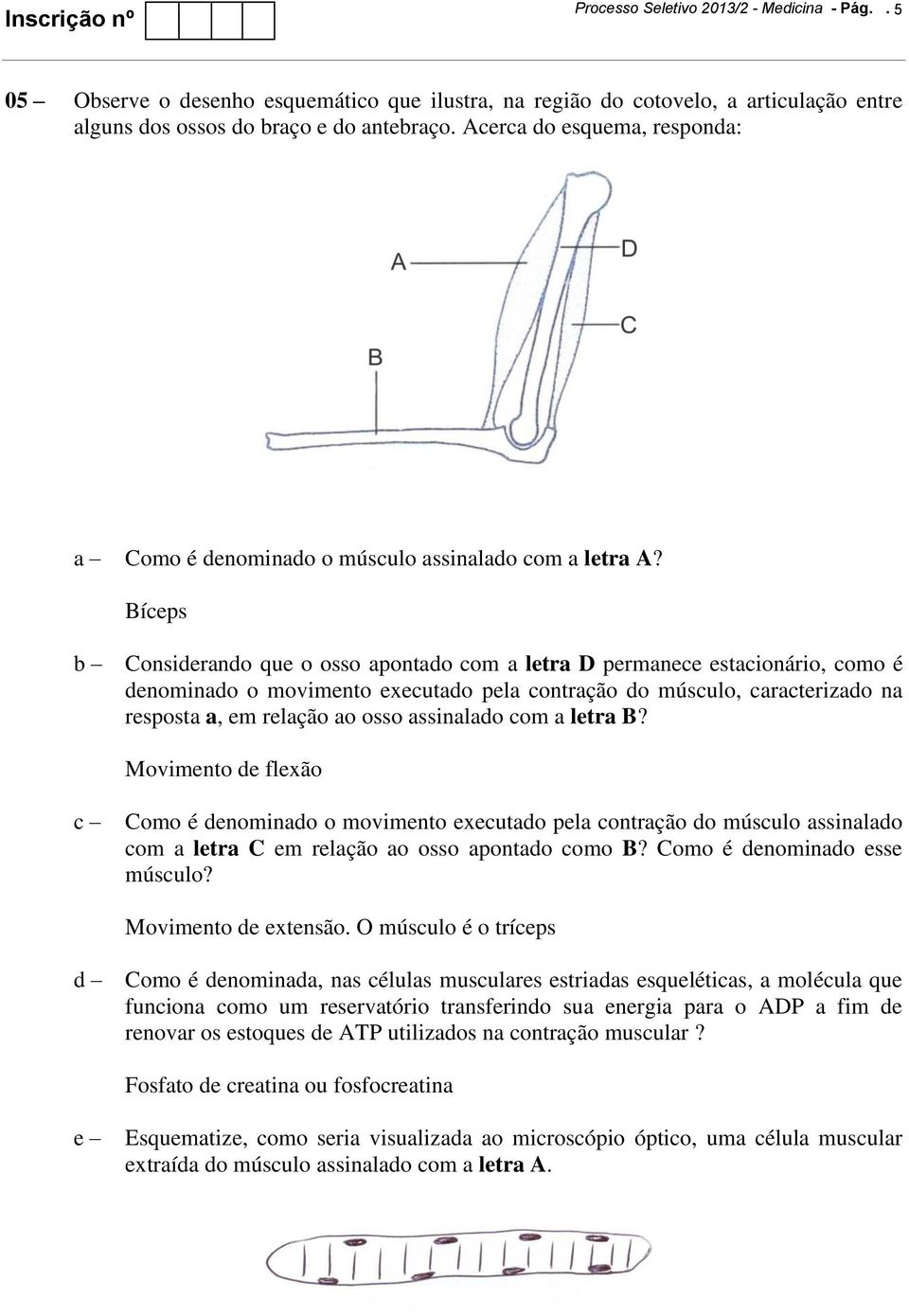 Bíceps Considerando que o osso apontado com a letra D permanece estacionário, como é denominado o movimento executado pela contração do músculo, caracterizado na resposta a, em relação ao osso