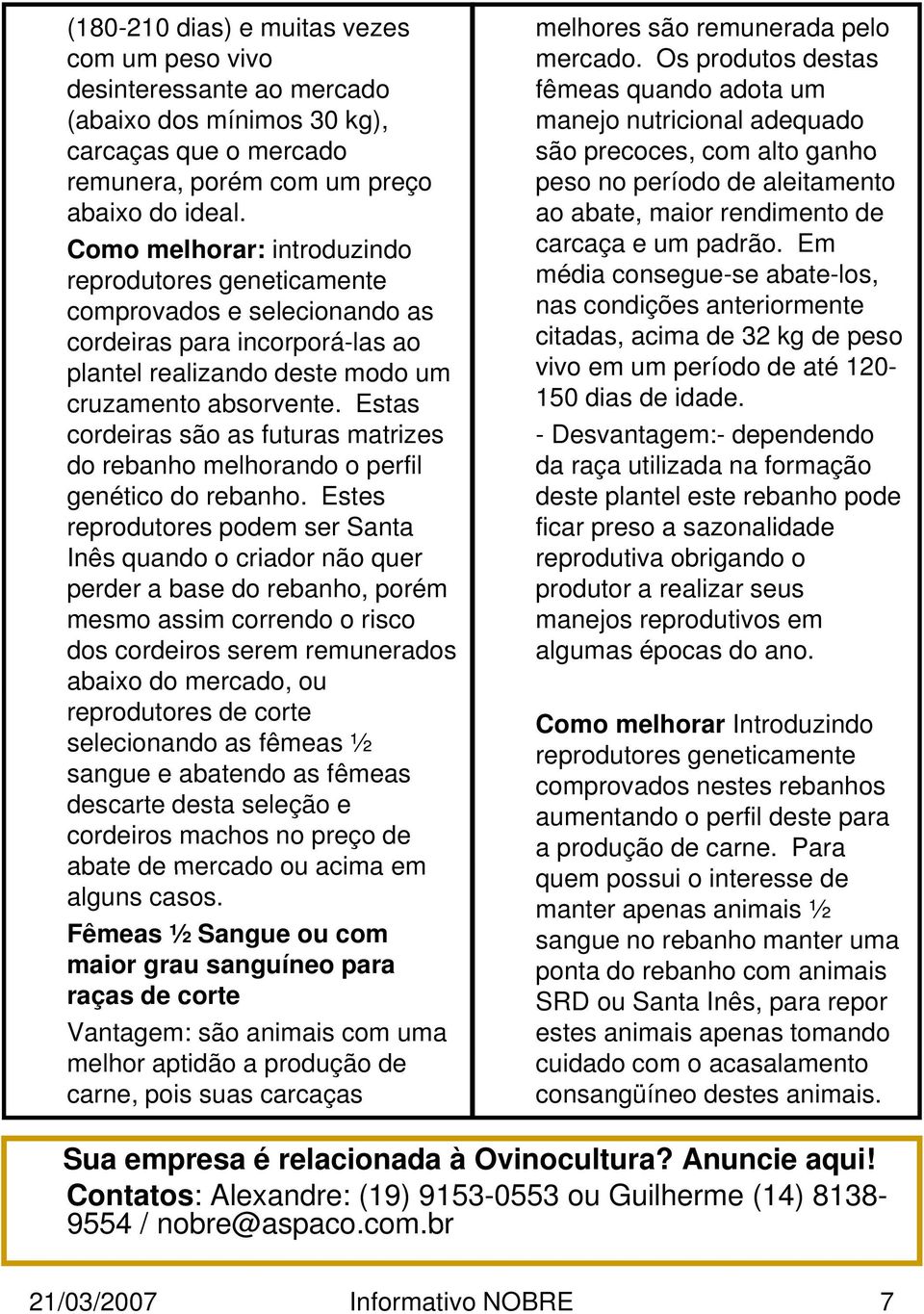 Estas cordeiras são as futuras matrizes do rebanho melhorando o perfil genético do rebanho.