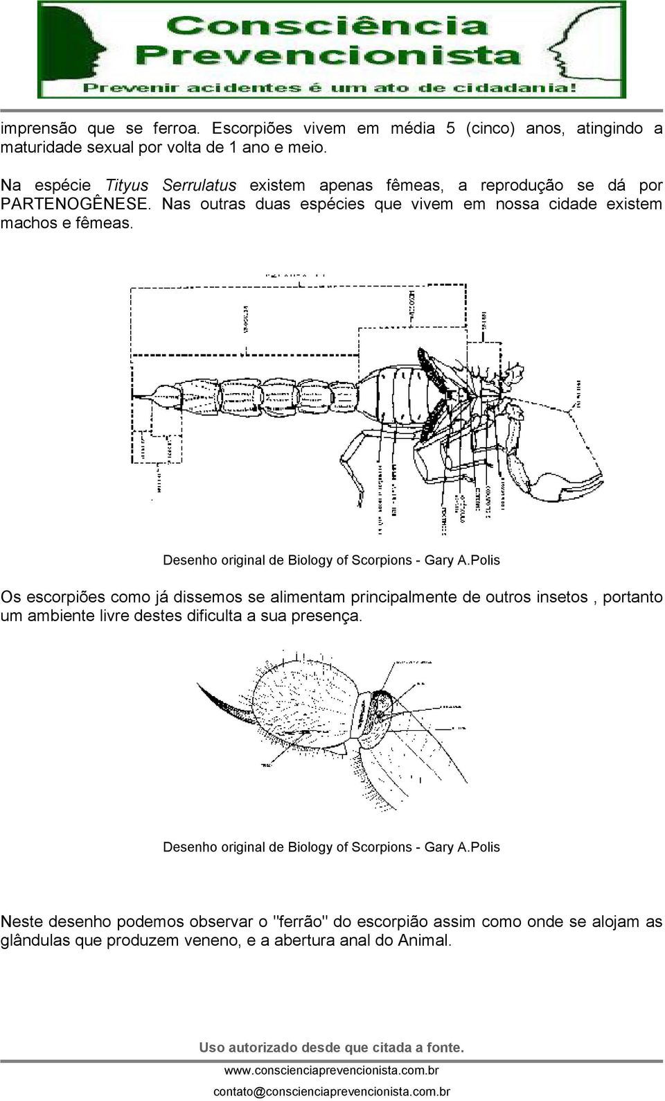 Desenho original de Biology of Scorpions - Gary A.