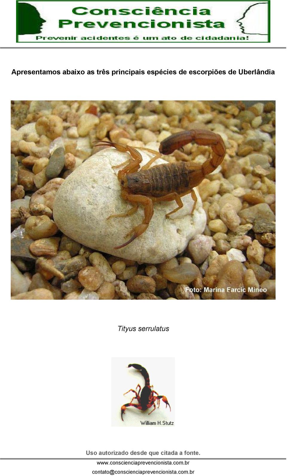 espécies de escorpiões