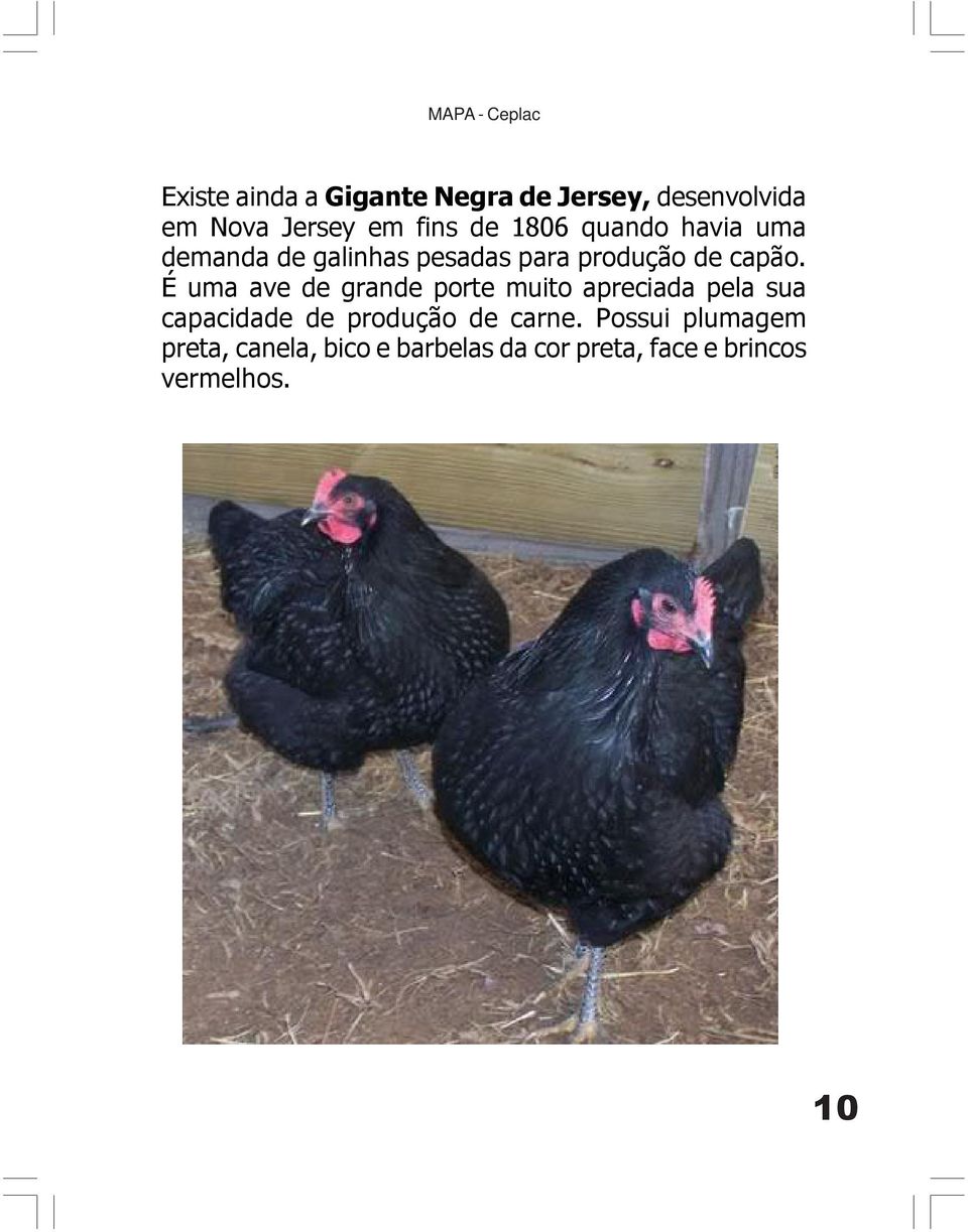 É uma ave de grande porte muito apreciada pela sua capacidade de produção de carne.