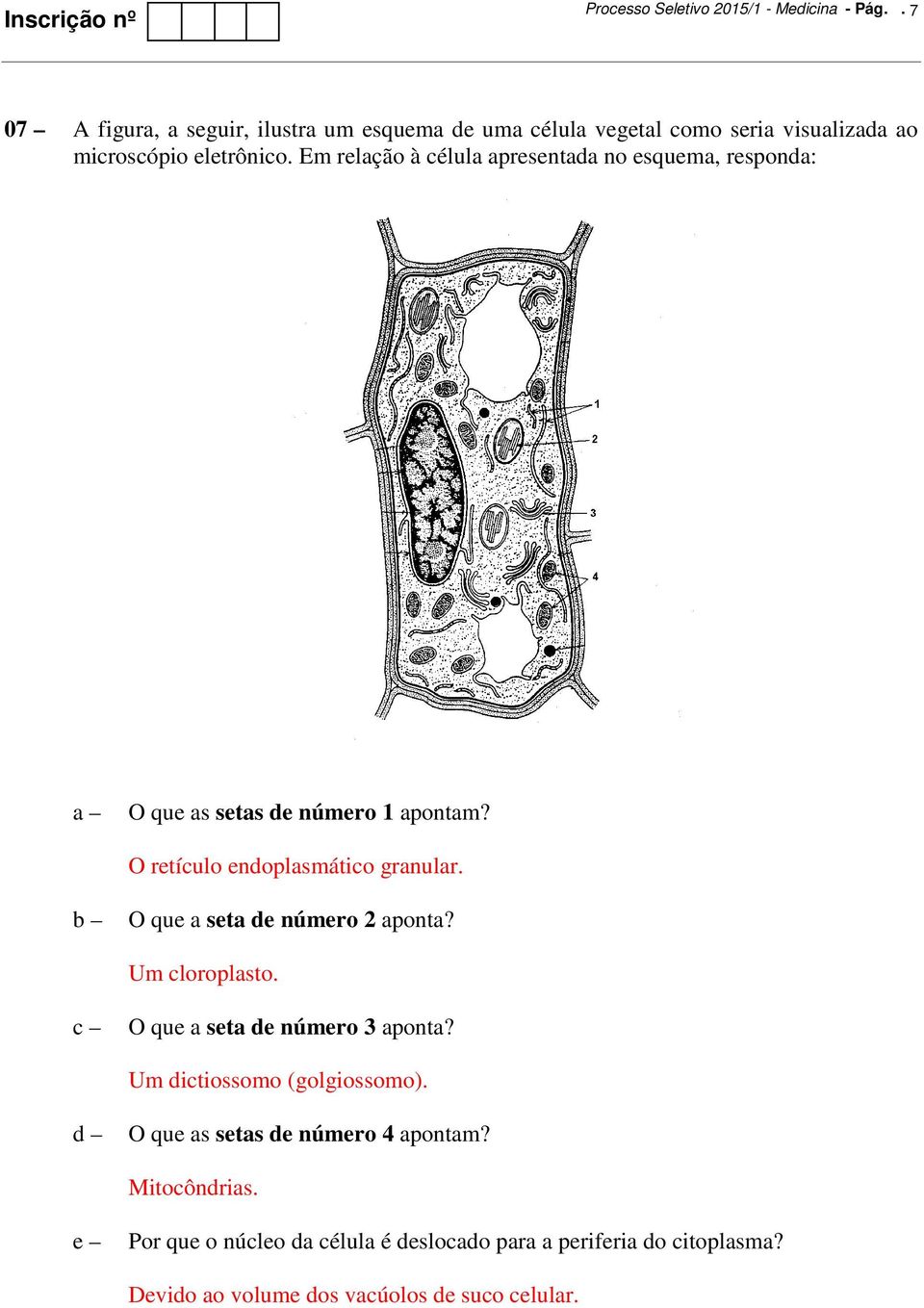 Em relação à célula apresentada no esquema, responda: O que as setas de número 1 apontam? O retículo endoplasmático granular.