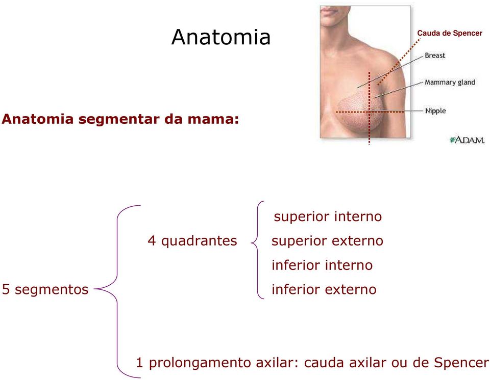 quadrantes superior externo inferior interno Aréola 5