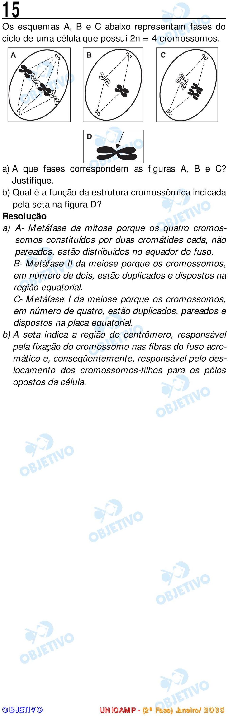 a) A- Metáfase da mitose porque os quatro cromossomos constituídos por duas cromátides cada, não pareados, estão distribuídos no equador do fuso.