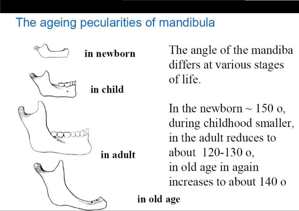 ln the newbom,., 150 o, during childhood smaller, in the adult redu.