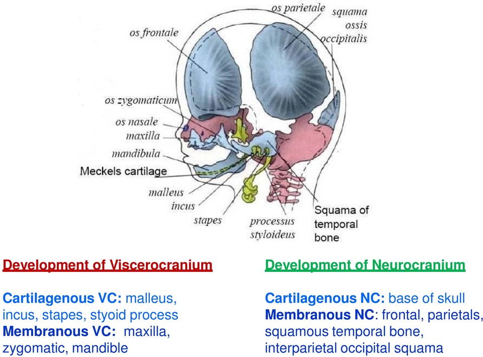 Development of Neurocranium Cartilagenous NC: base of skull