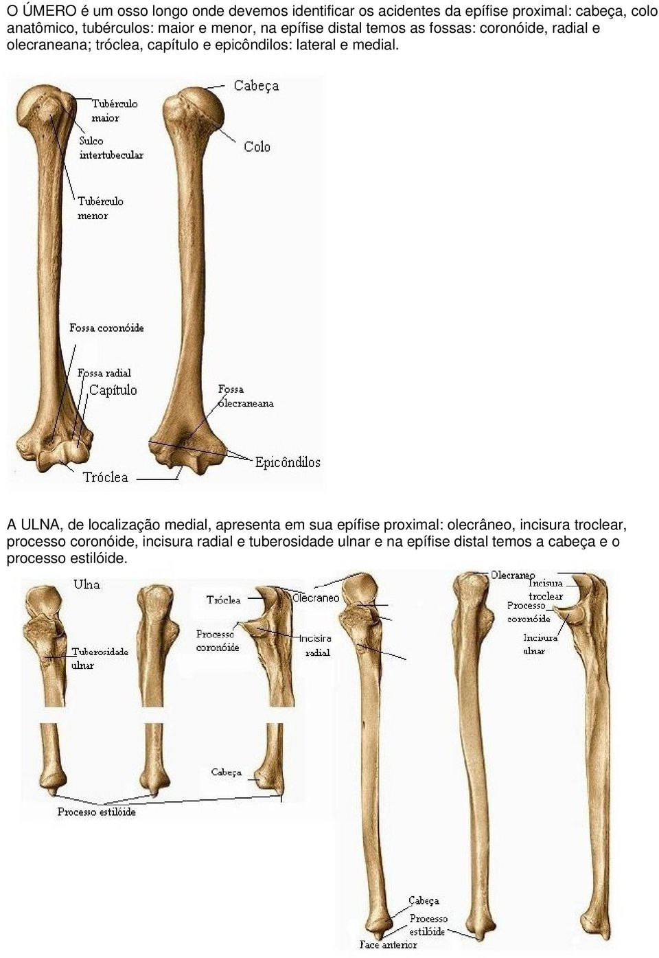 epicôndilos: lateral e medial.