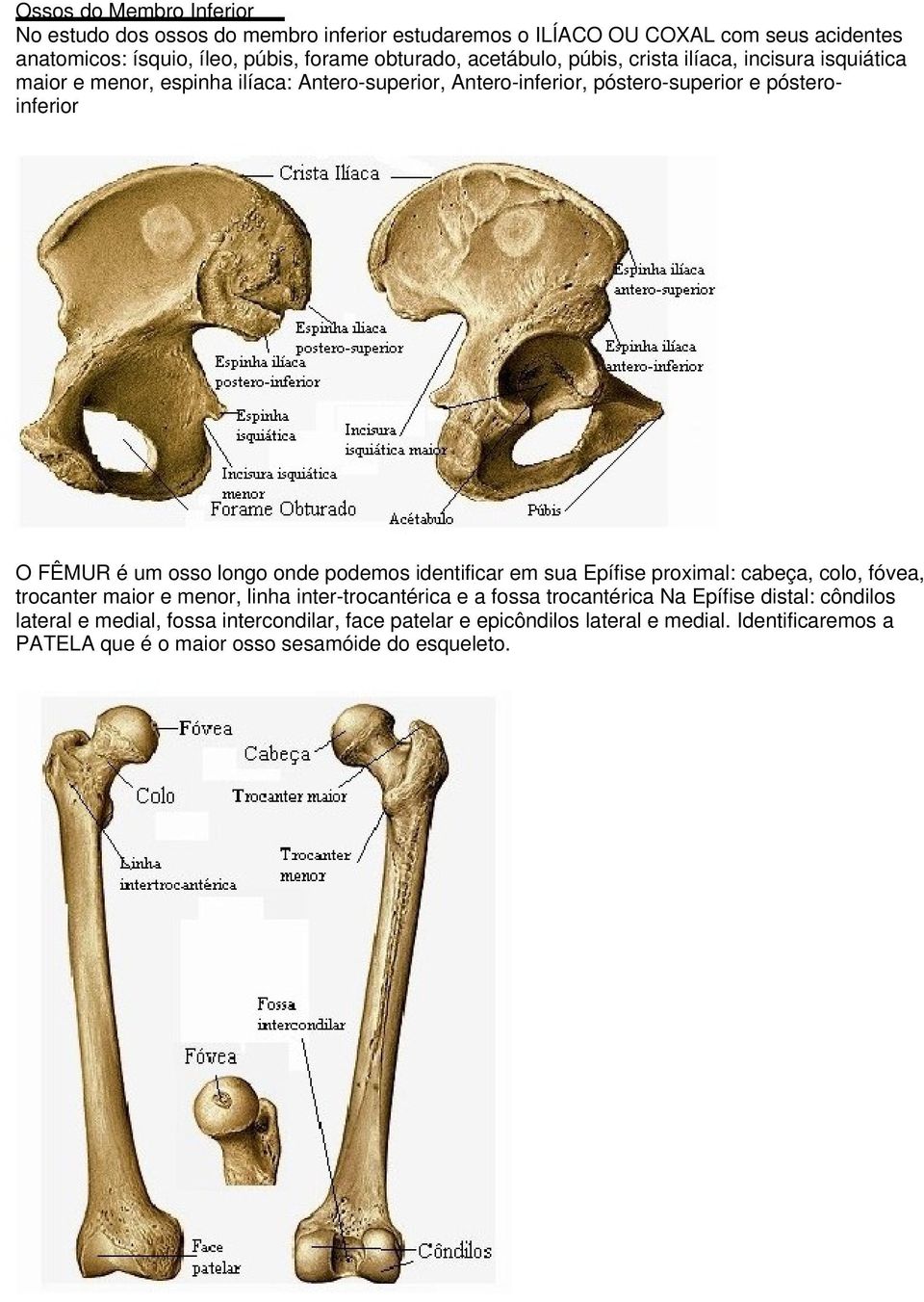 osso longo onde podemos identificar em sua Epífise proximal: cabeça, colo, fóvea, trocanter maior e menor, linha inter-trocantérica e a fossa trocantérica Na Epífise