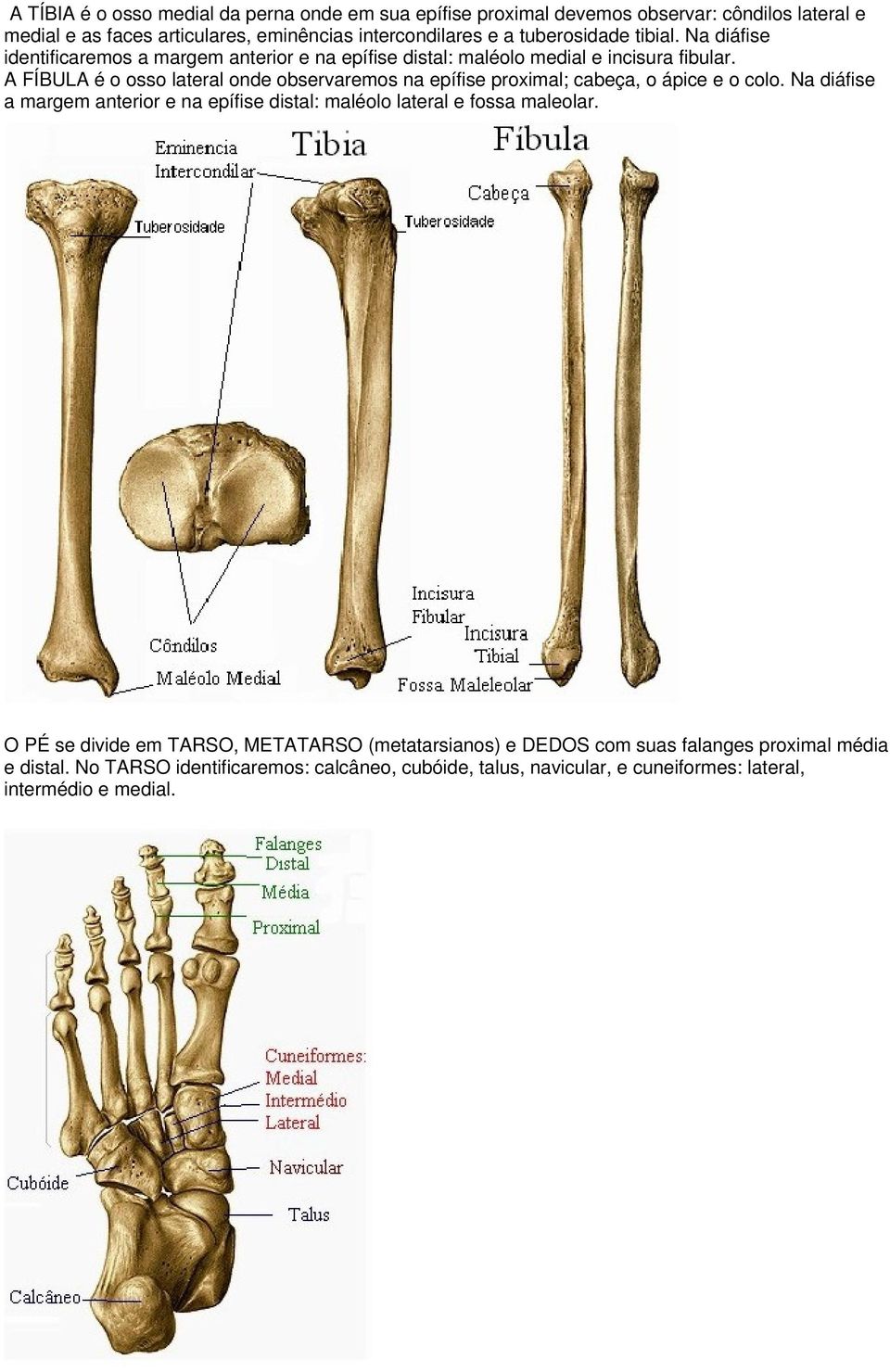 A FÍBULA é o osso lateral onde observaremos na epífise proximal; cabeça, o ápice e o colo.