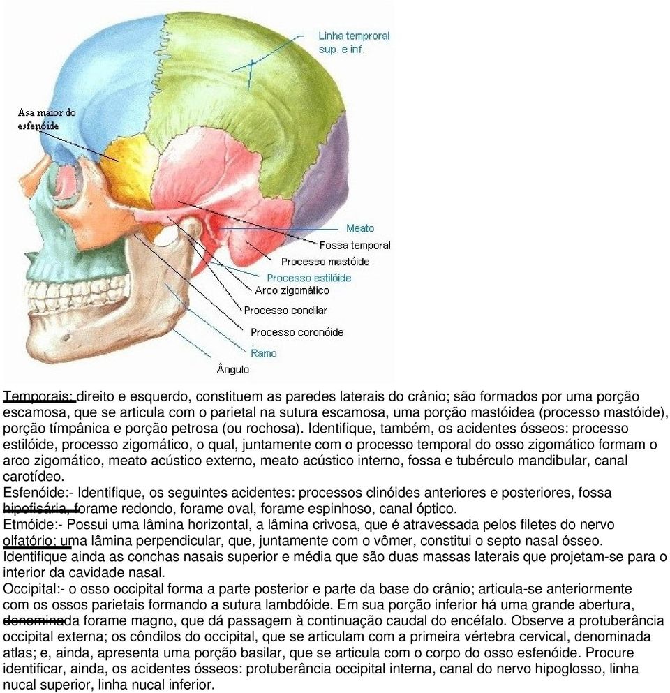 Identifique, também, os acidentes ósseos: processo estilóide, processo zigomático, o qual, juntamente com o processo temporal do osso zigomático formam o arco zigomático, meato acústico externo,