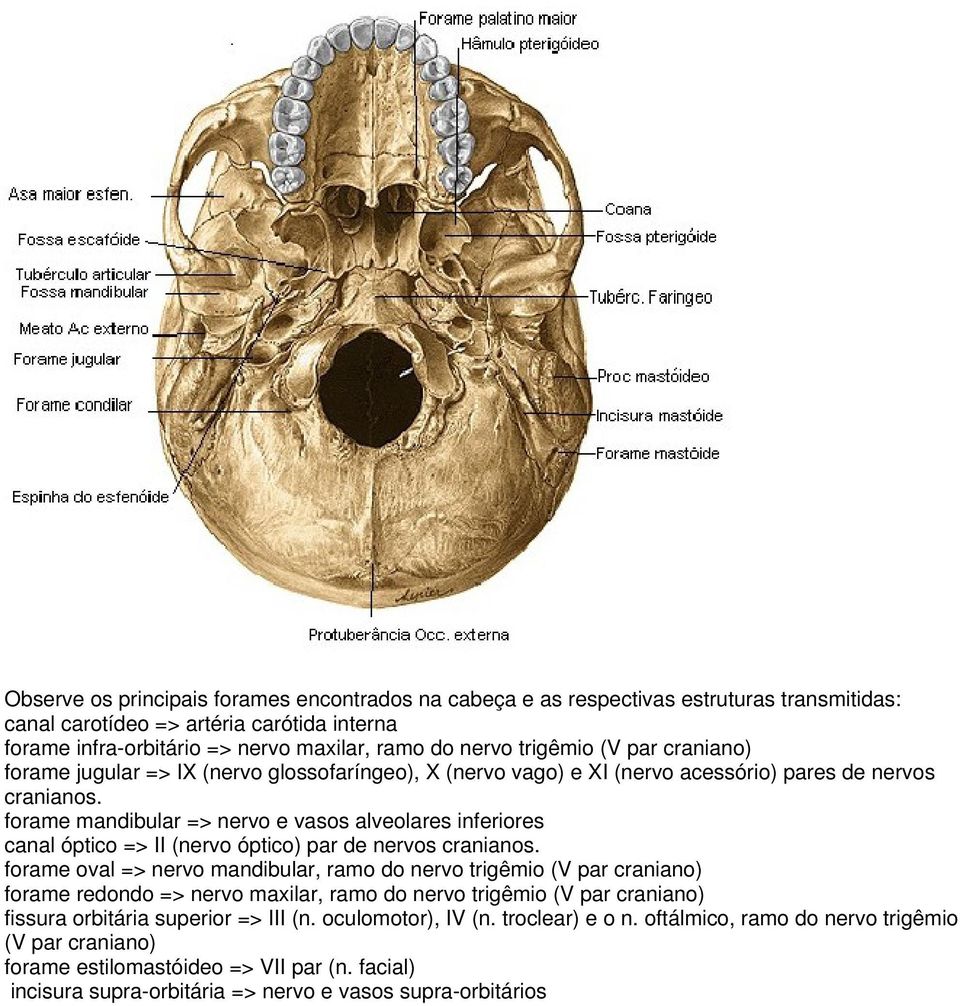 forame mandibular => nervo e vasos alveolares inferiores canal óptico => II (nervo óptico) par de nervos cranianos.