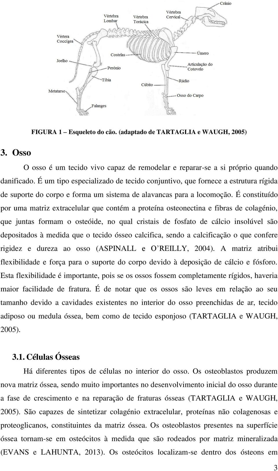 É constituído por uma matriz extracelular que contém a proteína osteonectina e fibras de colagénio, que juntas formam o osteóide, no qual cristais de fosfato de cálcio insolúvel são depositados à