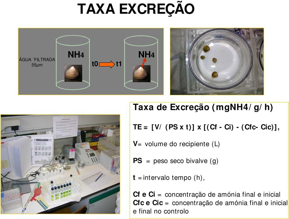 seco bivalve (g) t =intervalo tempo (h), Cf e Ci = concentração de amónia final