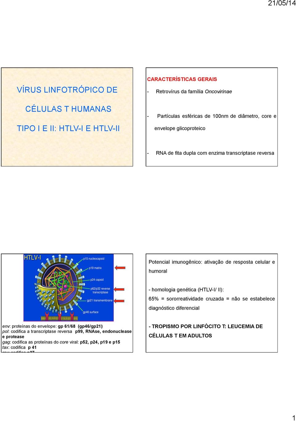 = sororreatividade cruzada = não se estabelece diagnóstico diferencial ( gp46/gp21 ) env: proteínas do envelope: gp 61/68 pol: codifica a transcriptase reversa p99, RNAse,