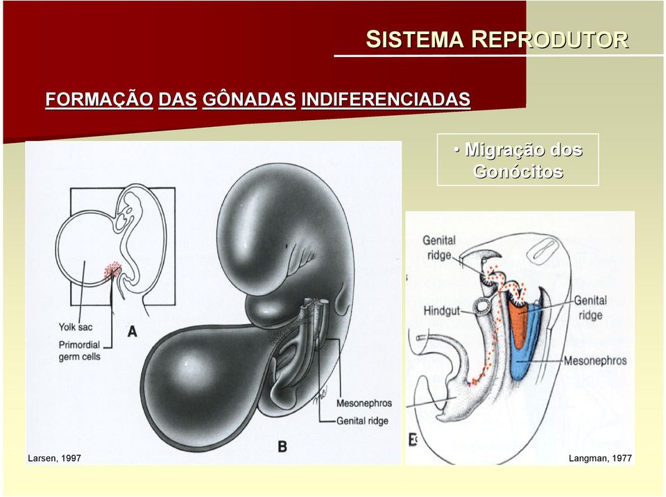 INDIFERENCIADAS Migração