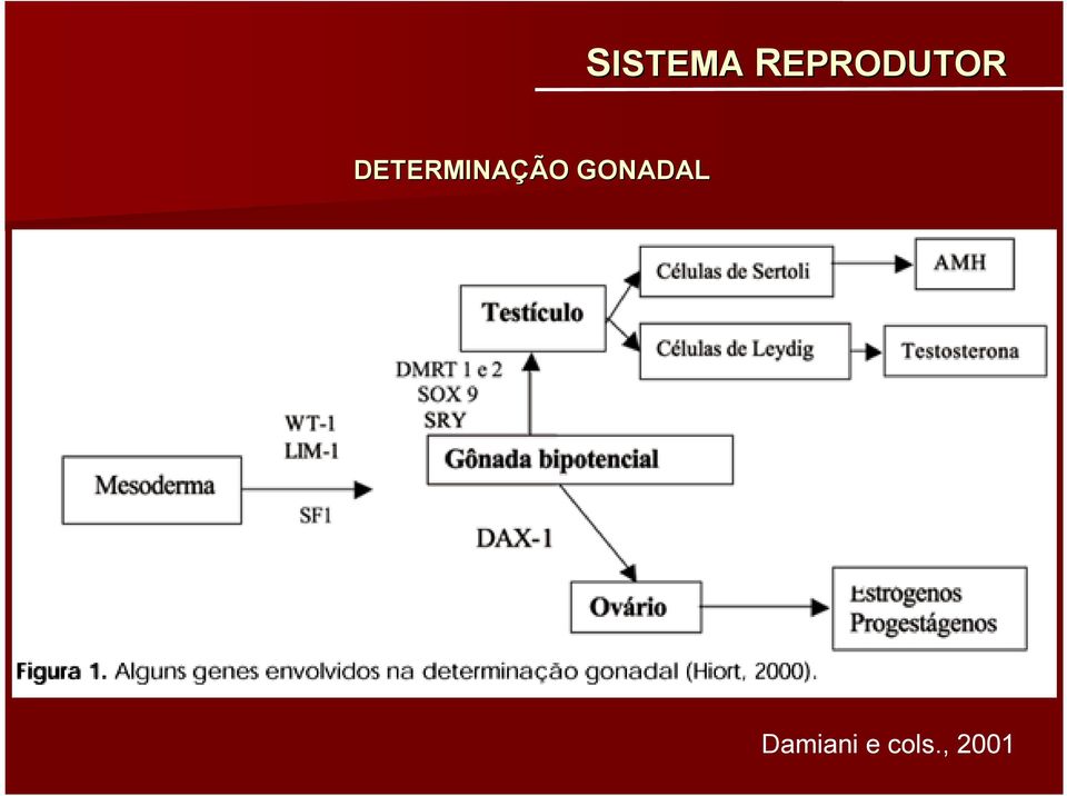 DETERMINAÇÃO