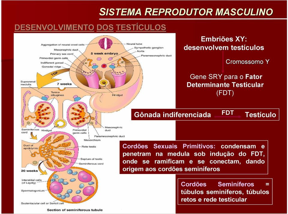 Cordões Sexuais Primitivos: condensam e penetram na medula sob indução do FDT, onde se ramificam e se