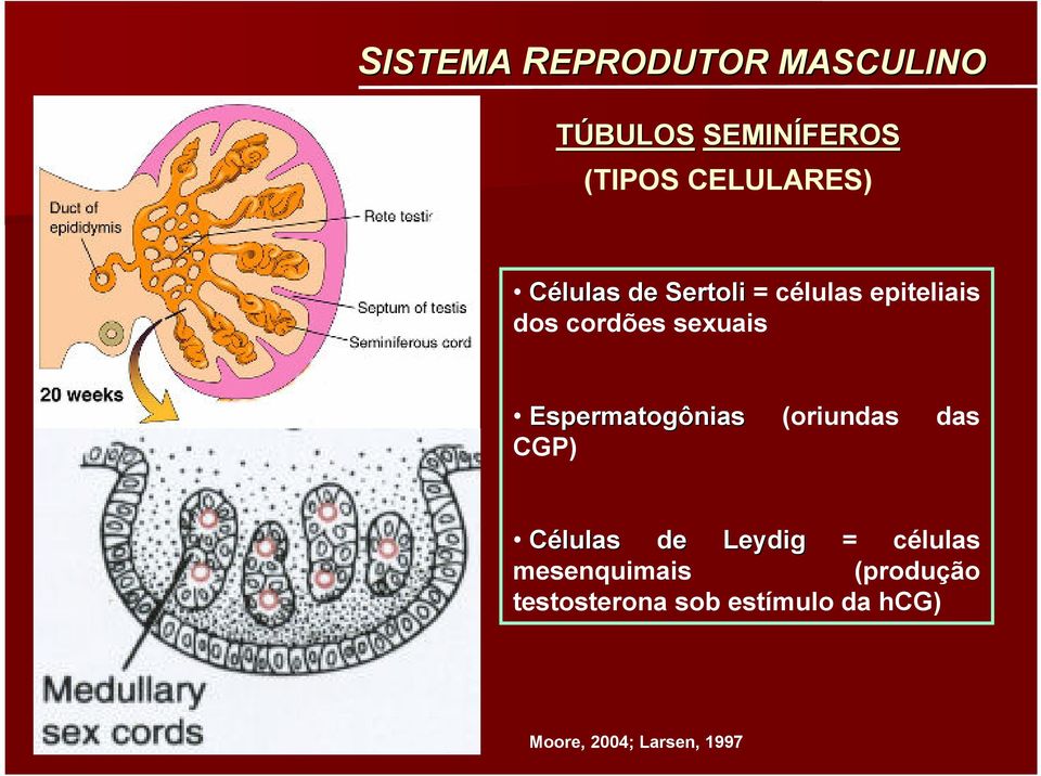 Espermatogônias (oriundas das CGP) Células de Leydig = células