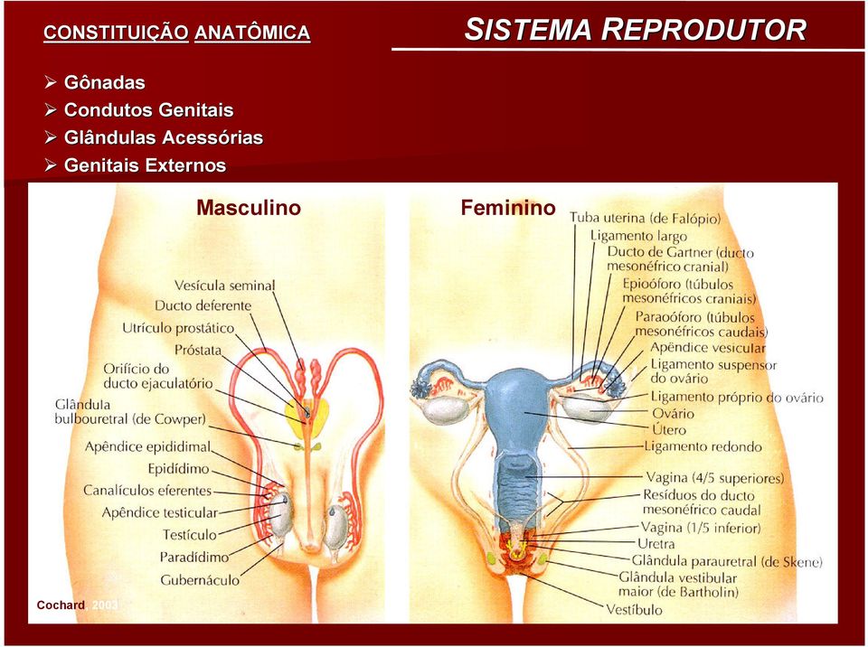 Genitais Glândulas Acessórias