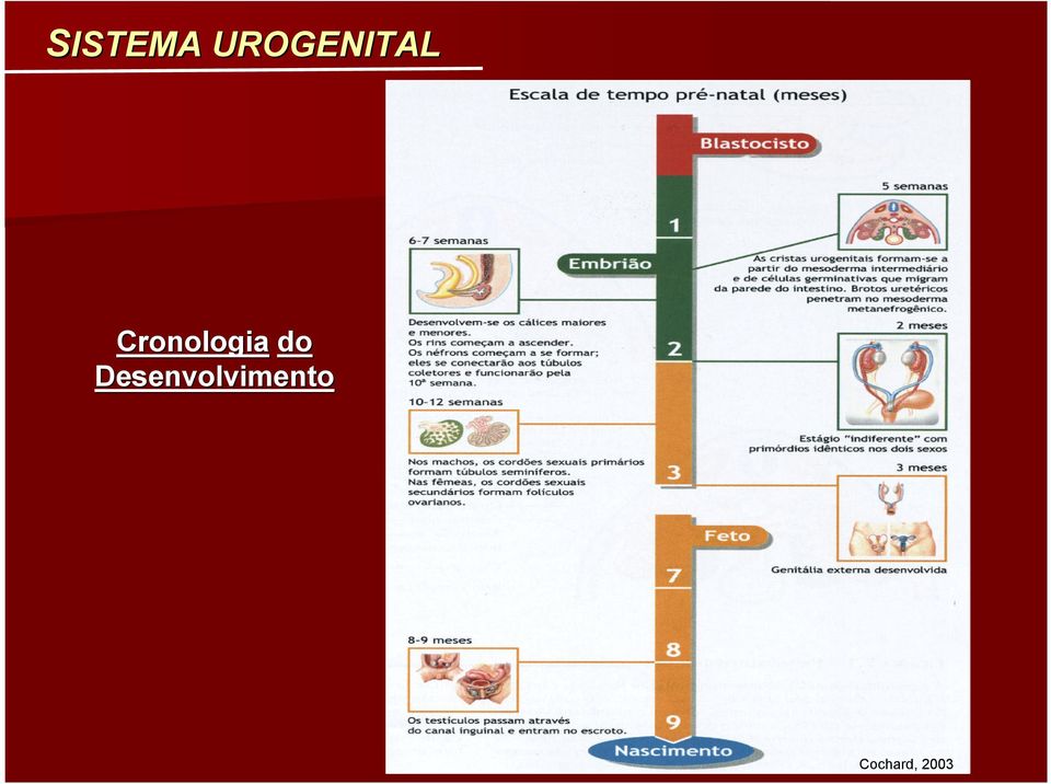 Cronologia do