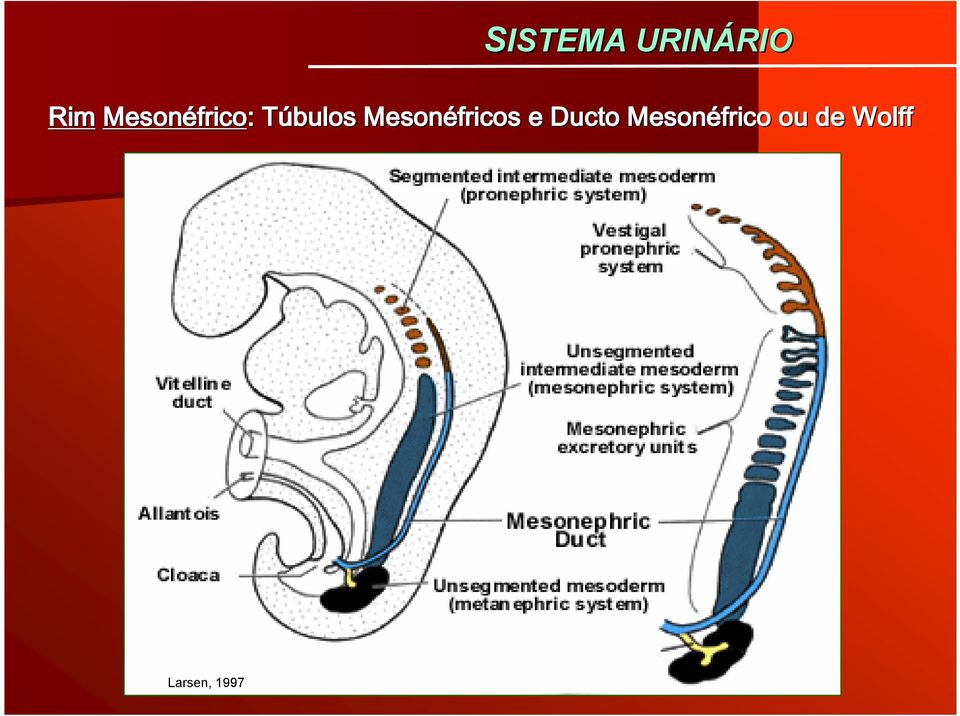 T Mesonéfricos e Ducto