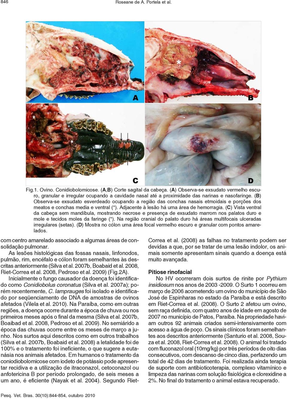 (B) Observa-se exsudato esverdeado ocupando a região das conchas nasais etmoidais e porções dos meatos e conchas media e ventral (*). Adjacente à lesão há uma área de hemorragia.