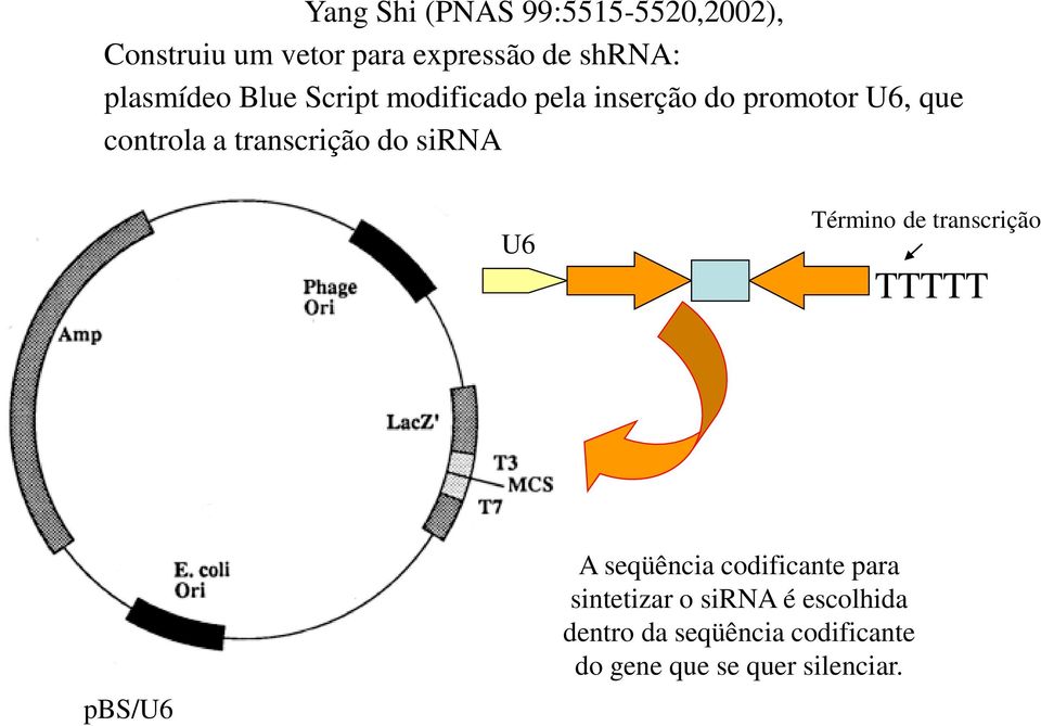 transcrição do sirna U6 Término de transcrição TTTTT pbs/u6 A seqüência codificante