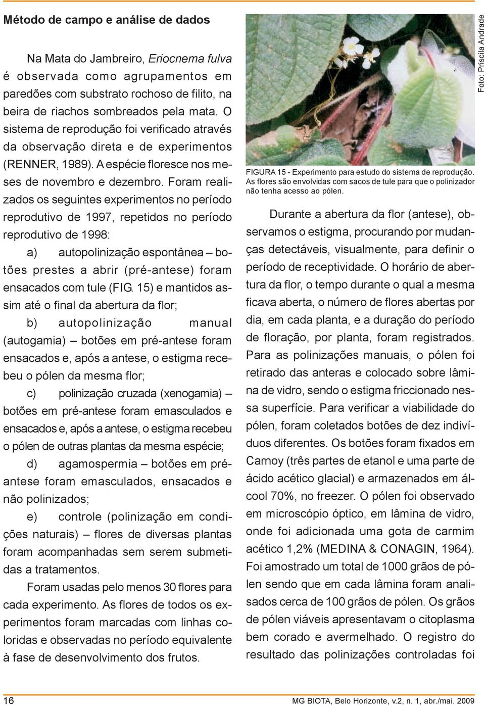 Foram realizados os seguintes experimentos no período reprodutivo de 1997, repetidos no período reprodutivo de 1998: a) autopolinização espontânea botões prestes a abrir (pré-antese) foram ensacados