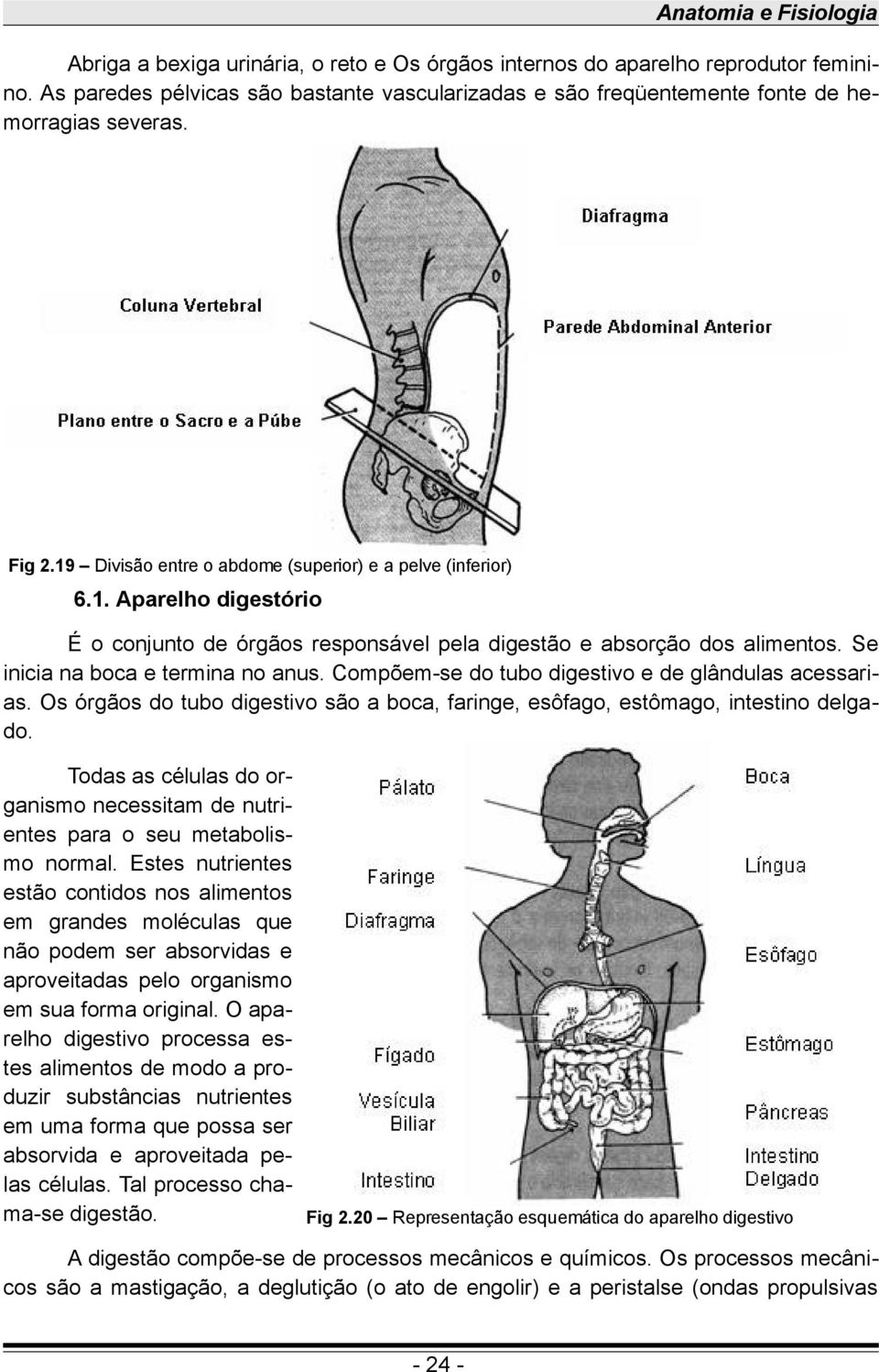 Divisão entre o abdome (superior) e a pelve (inferior) 6.1. Aparelho digestório É o conjunto de órgãos responsável pela digestão e absorção dos alimentos. Se inicia na boca e termina no anus.