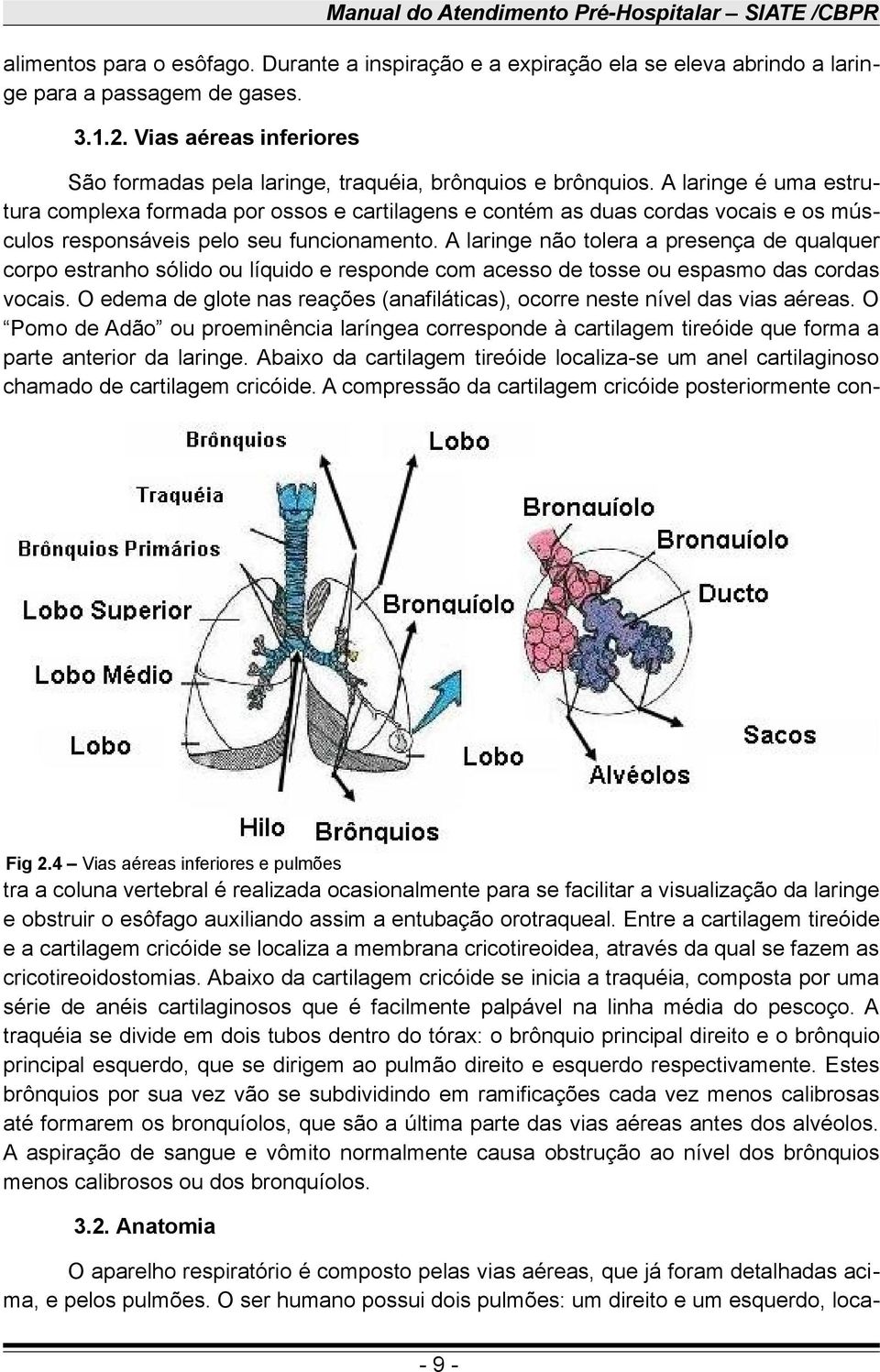 A laringe é uma estrutura complexa formada por ossos e cartilagens e contém as duas cordas vocais e os músculos responsáveis pelo seu funcionamento.